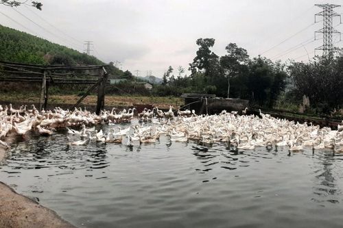 Nông dân Quảng Ninh làm giàu từ nuôi vịt siêu trứng