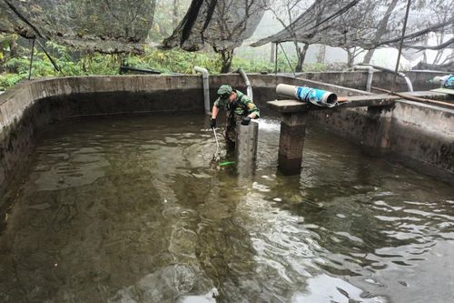 Gian nan nuôi cá làm giàu ở biên giới Lai Châu (bài 2)