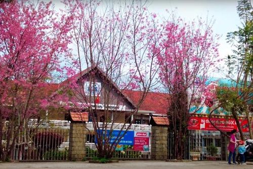 Sức quyến rũ mùa hoa mai anh đào Đà Lạt