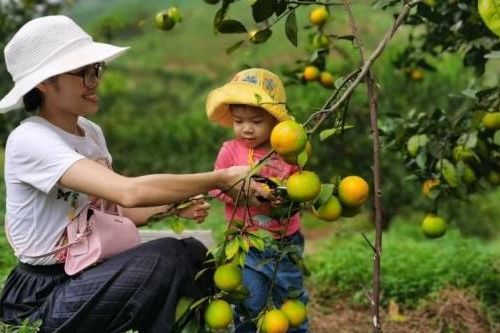 Sức hấp dẫn từ du lịch trải nghiệm vườn cam tại Vạn Yên (Vân Đồn)
