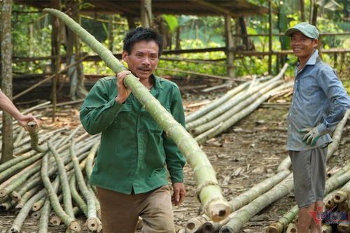 Sống giữa kho 'vàng xanh', người dân vùng cao Thanh Hóa vẫn nghèo