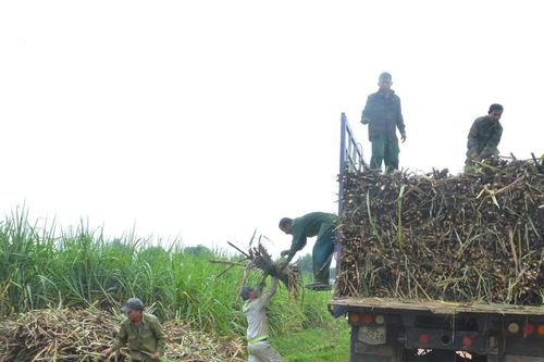 Năng suất mía ở Tân Kỳ có nơi đạt trên 100 tấn/ha