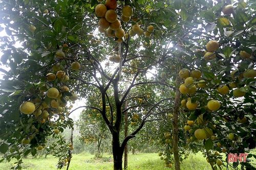 Ngắm những cây cam 'siêu quả' ở Hà Tĩnh