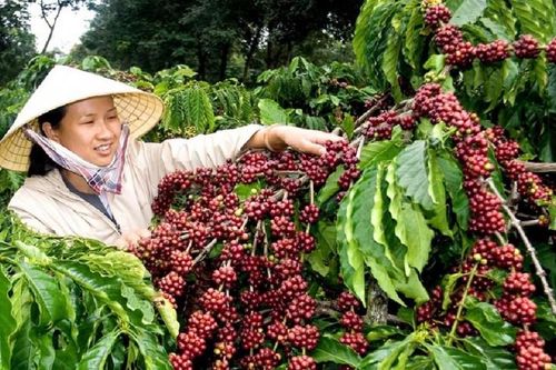 Giá tăng cao, xuất khẩu cà phê có thể đạt 4,5 - 5 tỷ USD trong năm 2024