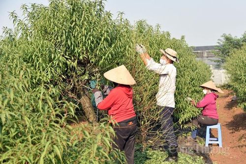 Ngỡ ngàng kỹ thuật điêu luyện của người trồng đào Nhật Tân