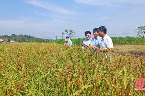 Đặc sản Gạo nếp hạt cau Mường Đủ và hành trình vươn tầm