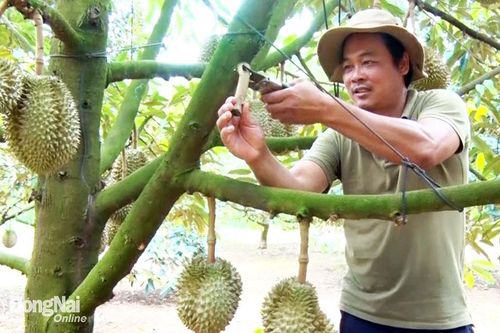 Vượt khó vươn lên làm giàu