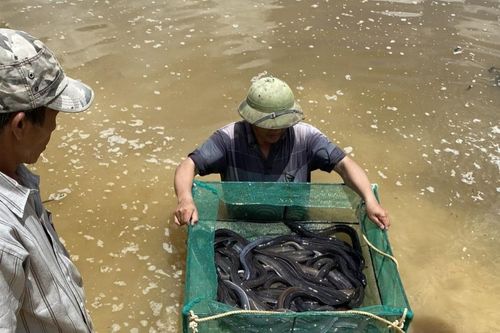 Kbang: Dự án nuôi cá chình hoa trong ao đất đạt năng suất 26 tấn/ha
