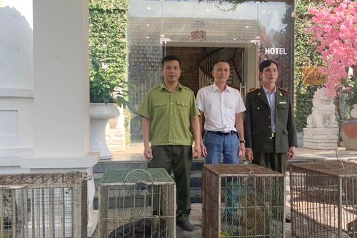 Tiếp nhận 13 cá thể động vật hoang dã thuộc nhóm IB và IIB
