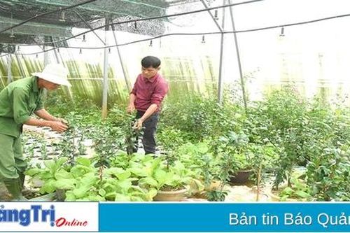 Tổ hợp tác trồng hoa An Lạc đa dạng hóa các loại hoa phục vụ Tết