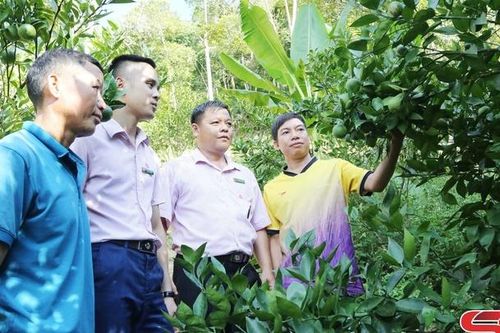 Nguồn vốn ưu đãi giúp hộ nghèo vươn lên