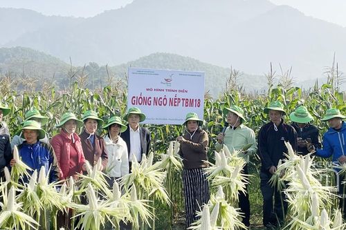 Ngô nếp TBM18 cho thu lãi 2,5 triệu đồng/sào