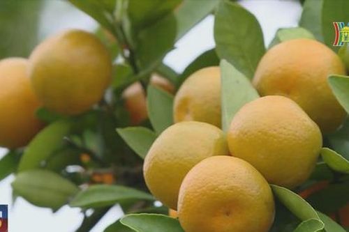 Người trồng đào, quất tất bật chuẩn bị vụ tết