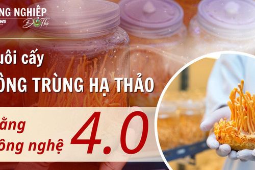Nông nghiệp đô thị: Mang thời tiết Himalaya về nhà để nuôi đông trùng hạ thảo