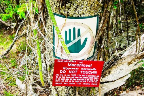 Manchineel - loài cây nguy hiểm nhất thế giới
