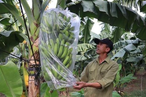 Nông dân Gia Lâm tất bật chăm sóc chuối bán dịp Tết