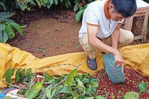 Canh cánh nỗi lo bị trộm cắp trong mùa thu hoạch cà phê