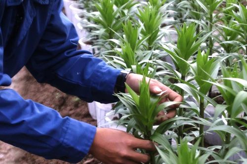 Người trồng hoa ly Tết thấp thỏm chờ thu hoạch