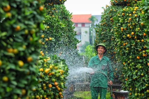 Chiêm ngưỡng quýt lục bình hàng chục triệu chờ khách chơi Tết Giáp Thìn