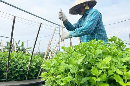 Làng hoa lớn nhất Đà Nẵng hối hả vào vụ Tết