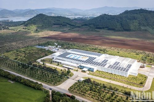Toàn cảnh trang trại bò sữa hiện đại nhất Việt Nam
