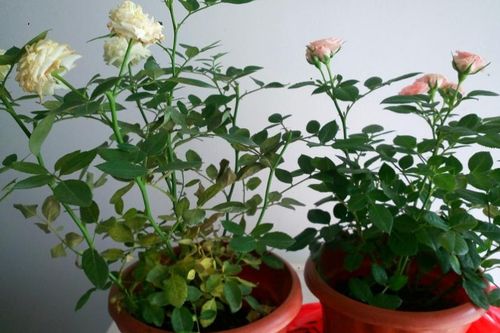3 loại hoa nên trồng trong nhà nếu muốn khỏe mạnh