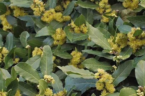 Loại lá dân dã của Việt Nam, sang Mỹ giá 2 triệu đồng/kg