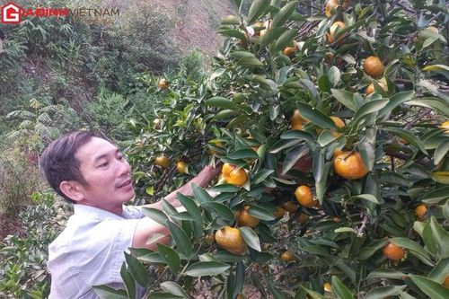 Thu tiền tỷ nhờ trồng cam bản địa trên đảo Vân Đồn