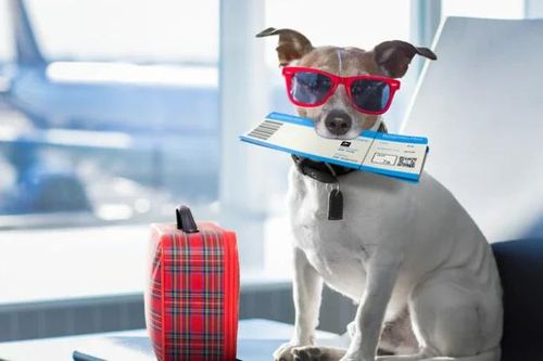 Hãng hàng không Nhật Bản cho phép khách mang thú cưng trên chuyến bay nội địa