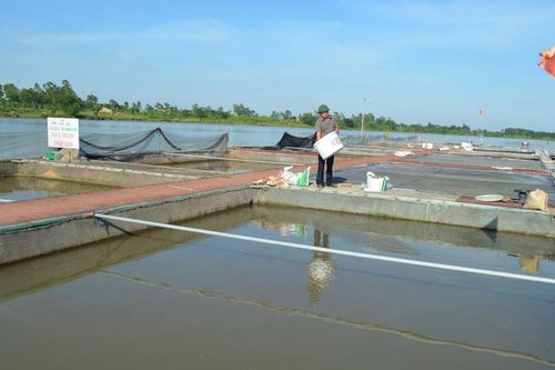 Nuôi cá lồng trên sông mang lại hiệu quả kinh tế cao