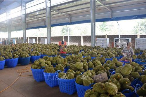 Xúc tiến thương mại ngành hàng sầu riêng