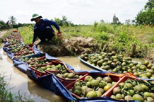 Mùa cam 'đắng' ở Vĩnh Long khi giá giảm sâu chỉ còn 2.000 đồng/kg