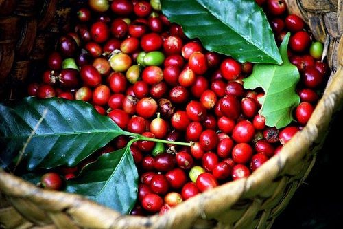 Thủ tướng Chính phủ chỉ đạo về phát triển ngành cà phê và ngành tôm