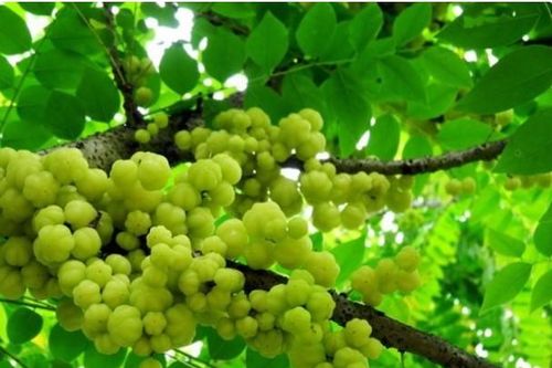 Thứ quả dại có lượng vitamin C cao như cam, trước rụng đầy gốc chả ai ăn, nay bỗng chốc hot, giá 50.000 đồng/kg