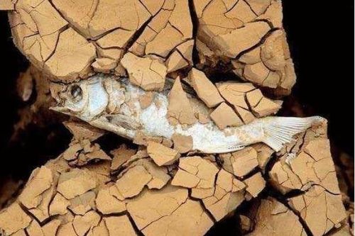 Con cá 'khỏe' nhất thế giới chết trên sa mạc trong vài năm, và sống lại ngay khi gặp nước