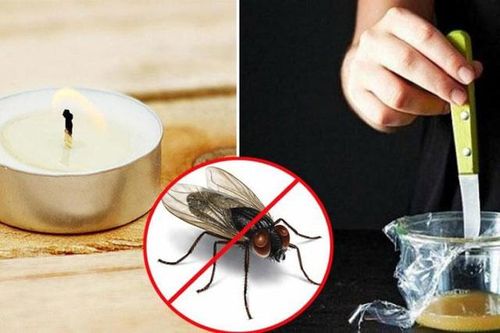 10 cách đuổi ruồi dân dã nhưng hiệu quả bất ngờ