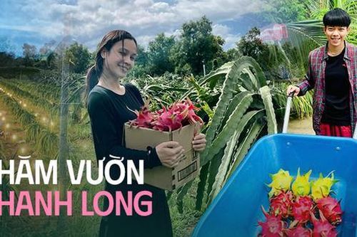 Sẽ thế nào nếu vườn thanh long trở thành điểm đến cực hot cho chuyến du lịch Tết 2024?