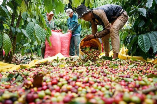 Ngành cà phê cần nâng cao giá trị và bền vững