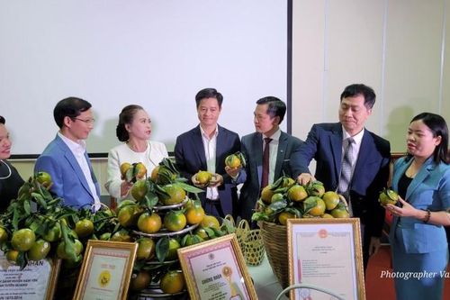 Kết nối tiêu thụ sản phẩm cam Hàm Yên tại Hà Nội