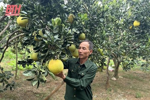 Cựu chiến binh làm kinh tế giỏi, tận tụy với công việc tập thể
