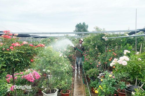 Về thủ phủ hoa hồng ở đất 'vua bà'