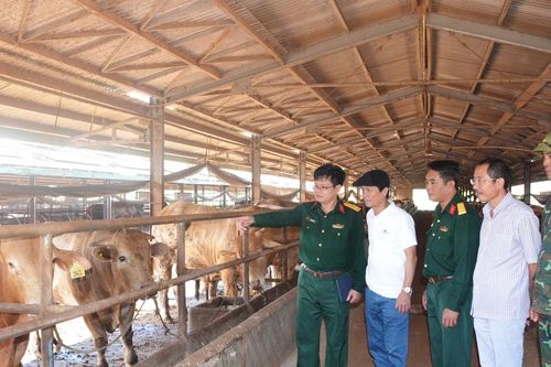 Công ty 74 mở rộng quy mô chăn nuôi bò thịt chất lượng cao