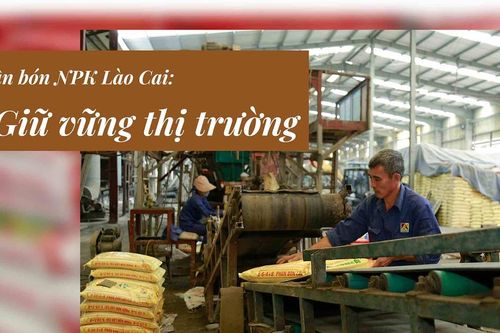 Phân bón NPK Lào Cai: Giữ vững thị trường