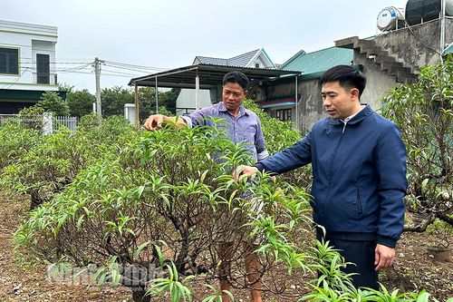 Đào Đông Sơn 'xuống lá' đón Tết Giáp Thìn 2024