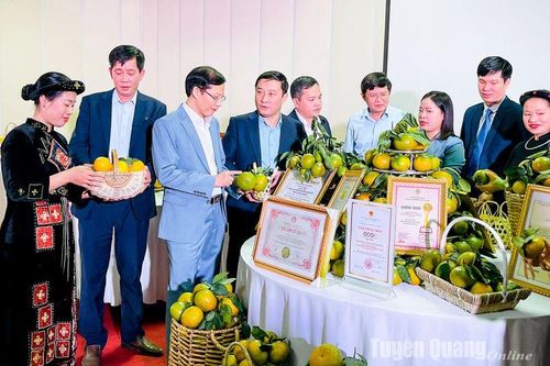 Kết nối tiêu thụ cam sành Hàm Yên tại Hà Nội