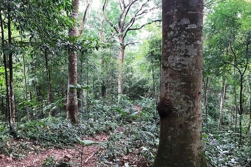 Người 'tiếp lửa' giữ rừng lim trăm tuổi