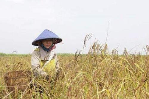 HTX nỗ lực đưa sản phẩm tốt nhất đến tay người tiêu dùng