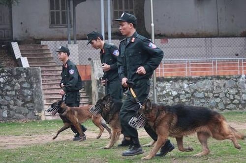Chó nghiệp vụ, trợ thủ đặc biệt của Cảnh sát cơ động