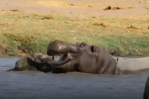 Voi con dũng cảm tấn công đuổi hà mã to lớn ra khỏi hồ nước