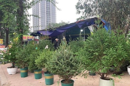 Thông tươi đắt khách dịp Noel 2023